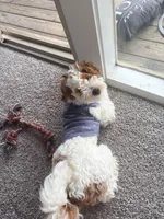 Navi, a male Cavapoo for sale in Washington, DC – Photo 5 of 6