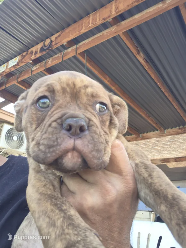 MIMI – American Bulldog, American Bully puppy for sale in Chandler, AZ