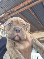 MIMI, a female American Bulldog and American Bully for sale in Chandler, AZ – Photo 1 of 8