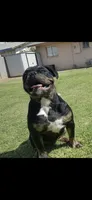 MIMI, a female American Bulldog and American Bully for sale in Chandler, AZ – Photo 7 of 8