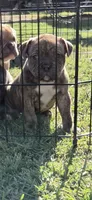 MIMI, a female American Bulldog and American Bully for sale in Chandler, AZ – Photo 3 of 8