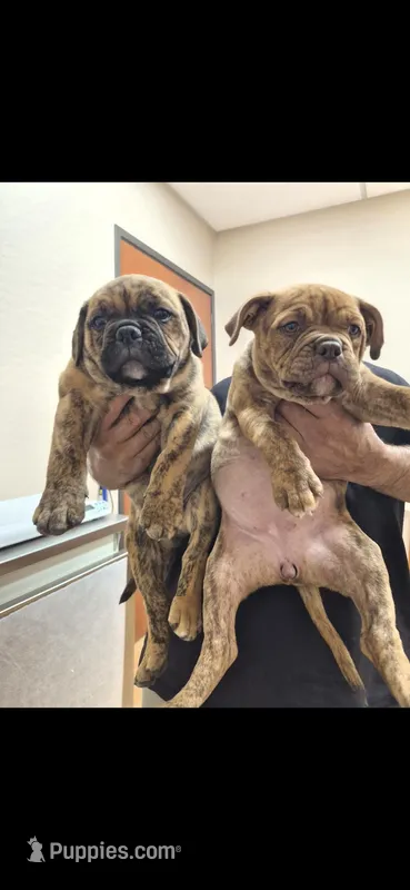 MIMI – American Bulldog, American Bully puppy for sale in Chandler, AZ
