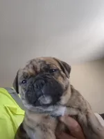 SMOHKEE, a male American Bulldog and American Bully for sale in Chandler, AZ – Photo 2 of 6