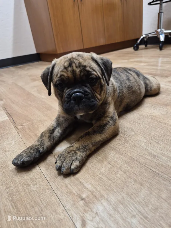 SMOHKEE – American Bulldog, American Bully puppy for sale in Chandler, AZ