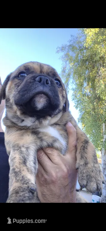 SMOHKEE – American Bulldog, American Bully puppy for sale in Chandler, AZ