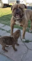 SMOHKEE, a male American Bulldog and American Bully for sale in Chandler, AZ – Photo 5 of 6