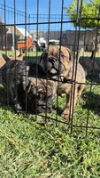 SMOHKEE, a male American Bulldog and American Bully for sale in Chandler, AZ – Photo 3 of 6
