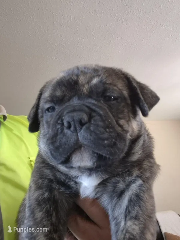 BIG CHILL – American Bulldog, American Bully puppy for sale in Chandler, AZ