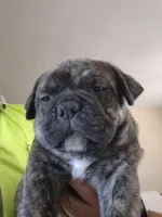 BIG CHILL, a male American Bulldog and American Bully for sale in Chandler, AZ – Photo 1 of 4