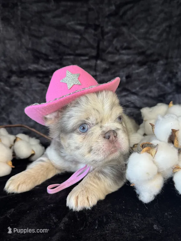 Mrs. Butterscotch  – French Bulldog puppy for sale in Springfield, MO