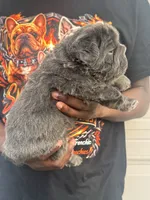 Pluto, a male French Bulldog for sale in Springfield, MO – 3 of 3
