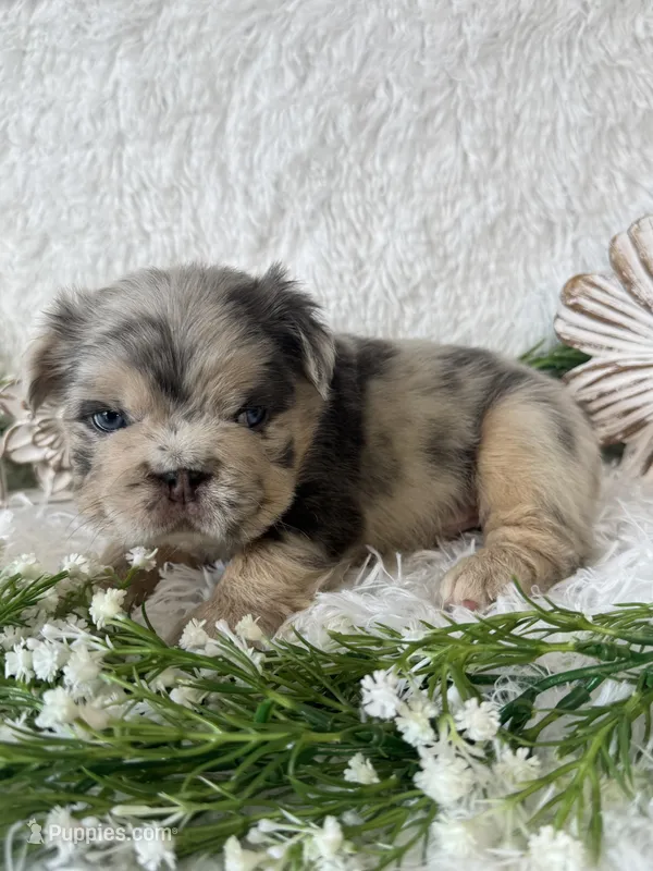 Mr. Wiggles  – French Bulldog puppy for sale in Springfield, MO