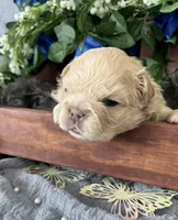 Waffles , a male French Bulldog for sale in Springfield, MO – 2 of 5