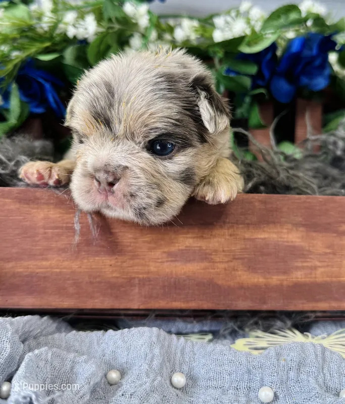 Mr. Wiggles  – French Bulldog puppy for sale in Springfield, MO