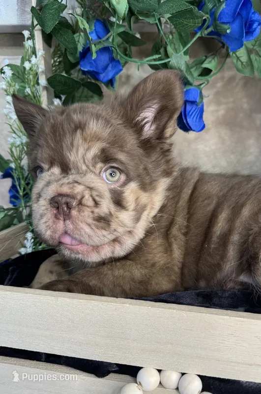 Ralo – French Bulldog puppy for sale in Springfield, MO