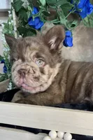 Ralo, a male French Bulldog for sale in Springfield, MO – 1 of 8