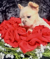 Amor (Visual Fluffy), a male French Bulldog for sale in Springfield, MO – Photo 3 of 8