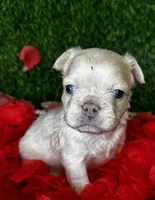 Amor (Visual Fluffy), a male French Bulldog for sale in Springfield, MO – Photo 7 of 8