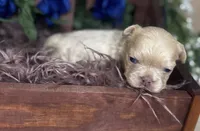 Amor (Visual Fluffy), a male French Bulldog for sale in Springfield, MO – Photo 5 of 8