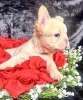 Amor (Visual Fluffy), a male French Bulldog for sale in Springfield, MO – Photo 1 of 8