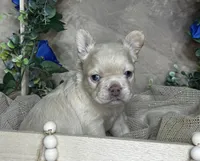 Amor (Visual Fluffy), a male French Bulldog for sale in Springfield, MO – Photo 4 of 8