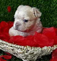 Amor (Visual Fluffy), a male French Bulldog for sale in Springfield, MO – Photo 8 of 8