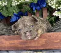 Mr.Flapjack, a male French Bulldog for sale in Springfield, MO – 2 of 5