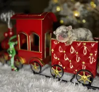 Cupid (Visual Fluffy), a male French Bulldog for sale in Springfield, MO – Photo 3 of 9