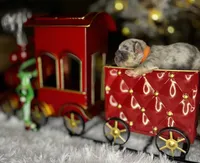 Cupid (Visual Fluffy), a male French Bulldog for sale in Springfield, MO – Photo 4 of 9