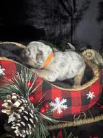 Cupid (Visual Fluffy), a male French Bulldog for sale in Springfield, MO – Photo 8 of 9