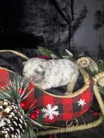 Cupid (Visual Fluffy), a male French Bulldog for sale in Springfield, MO – Photo 9 of 9