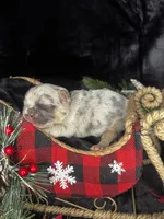 Cupid (Visual Fluffy), a male French Bulldog for sale in Springfield, MO – Photo 1 of 9