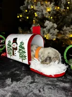 Cupid (Visual Fluffy), a male French Bulldog for sale in Springfield, MO – Photo 5 of 9