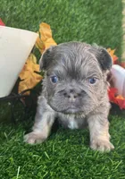Mr.Flapjack, a male French Bulldog for sale in Springfield, MO – 4 of 7