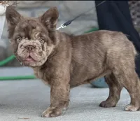 Scar Face , a male French Bulldog for sale in Springfield, MO – 3 of 7