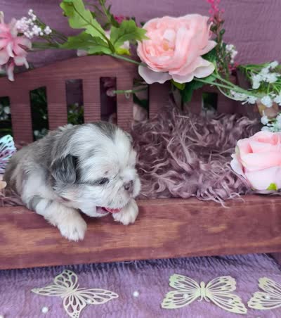 Mrs. Butterscotch , a female French Bulldog for sale in Springfield, MO – 5 of 6