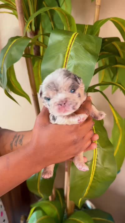 Mr. Wiggles , a male French Bulldog for sale in Springfield, MO – 6 of 6
