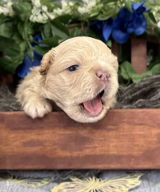 Waffles  – French Bulldog puppy for sale in Springfield, MO