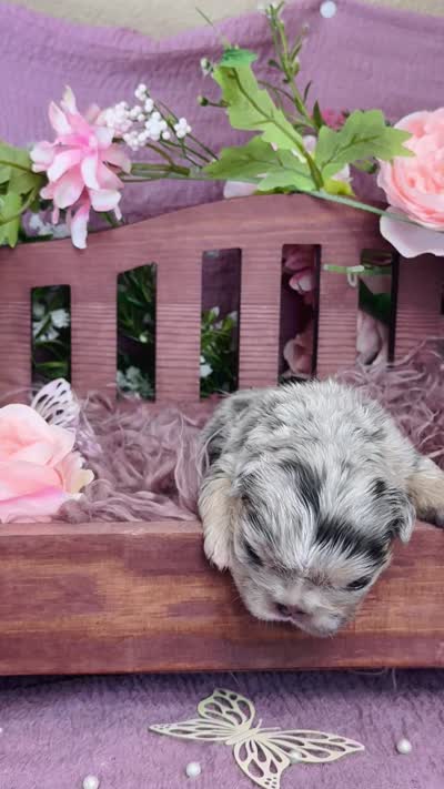 Mrs. Pound Cakes , a female French Bulldog for sale in Springfield, MO – 4 of 5
