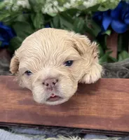 Waffles , a male French Bulldog for sale in Springfield, MO – 3 of 5