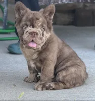 Scar Face , a male French Bulldog for sale in Springfield, MO – 4 of 7