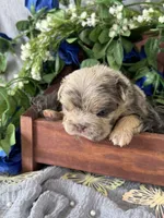 Mr. Wiggles , a male French Bulldog for sale in Springfield, MO – 3 of 6