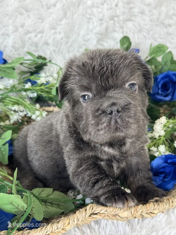 Pluto – French Bulldog puppy for sale in Springfield, MO