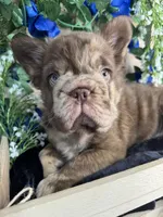 Scar Face , a male French Bulldog for sale in Springfield, MO – 6 of 7