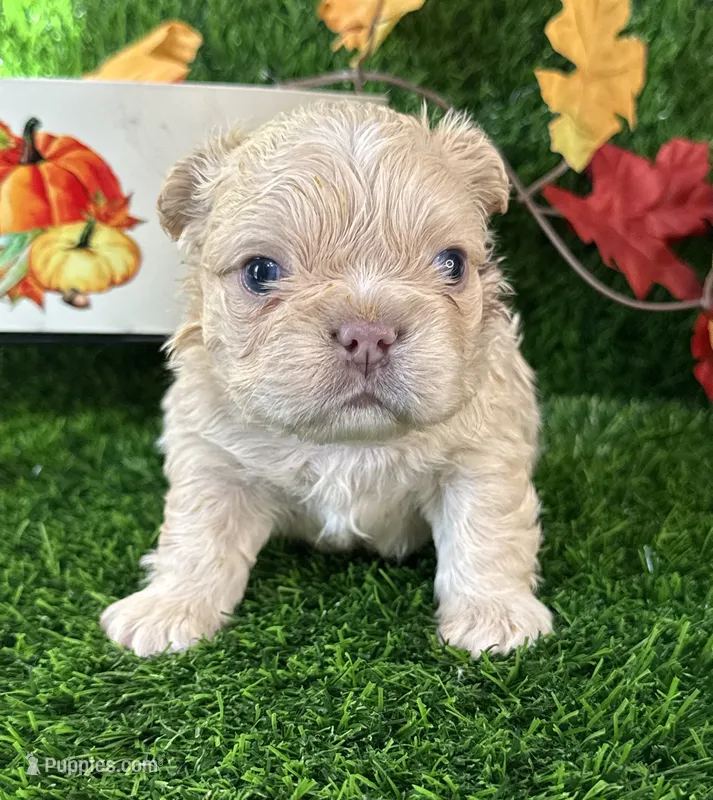 Waffles  – French Bulldog puppy for sale in Springfield, MO