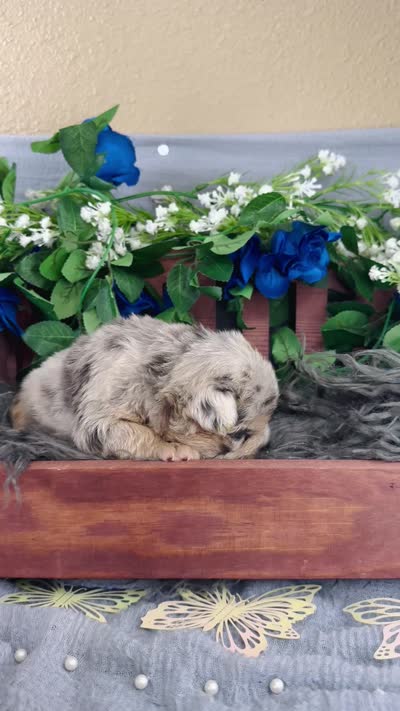Mr. Wiggles , a male French Bulldog for sale in Springfield, MO – 5 of 6