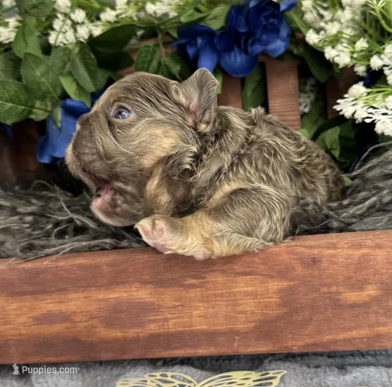 Mr.Flapjack – French Bulldog puppy for sale in Springfield, MO