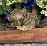 Mr.Flapjack, a male French Bulldog for sale in Springfield, MO – 1 of 5