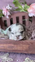 Mrs. Butterscotch , a female French Bulldog for sale in Springfield, MO – 4 of 6