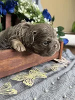Mr.Flapjack, a male French Bulldog for sale in Springfield, MO – 3 of 5